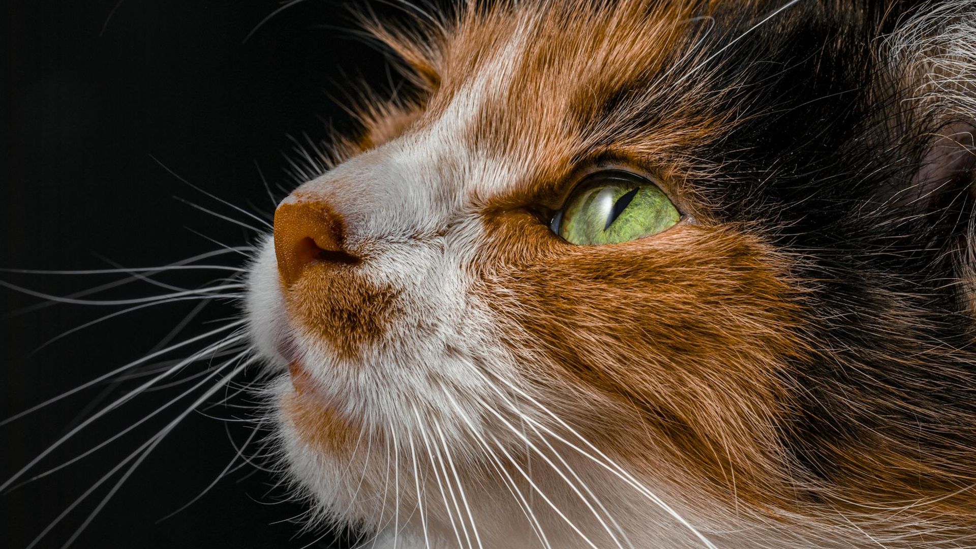 Close up of a calm eye reflecting natural light