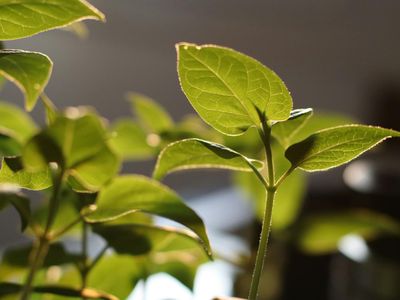 Detail of a green plant in a workspace